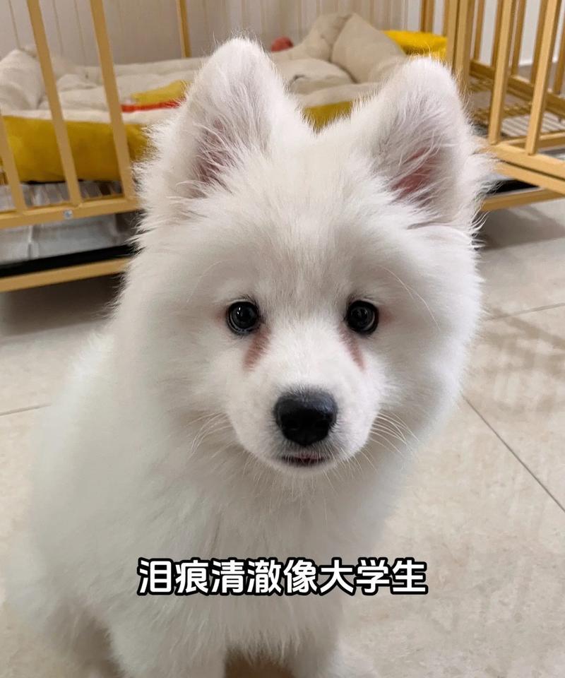 卡比狗粮，呵护宠物健康（以泪痕问题和味道为切入点，探究卡比狗粮的优劣）