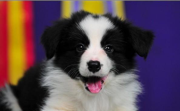 边境牧羊犬的优点（探究边境牧羊犬作为宠物的优势与特点）