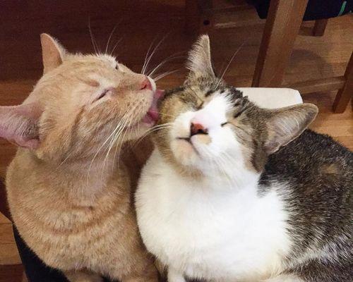 猫咪为什么喜欢舔你的胳膊？（探究猫咪舔人的行为背后的原因）