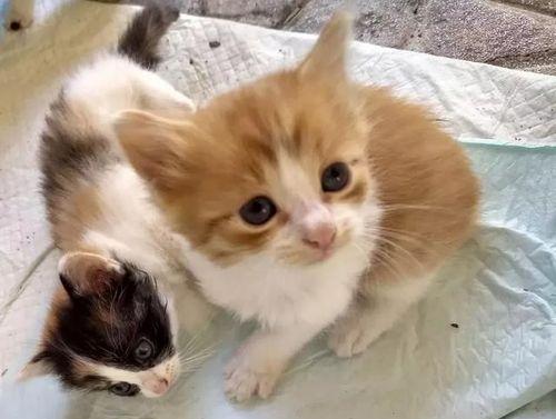 母猫是如何把小猫叼到床上的？（小猫的成长离不开母亲的呵护）