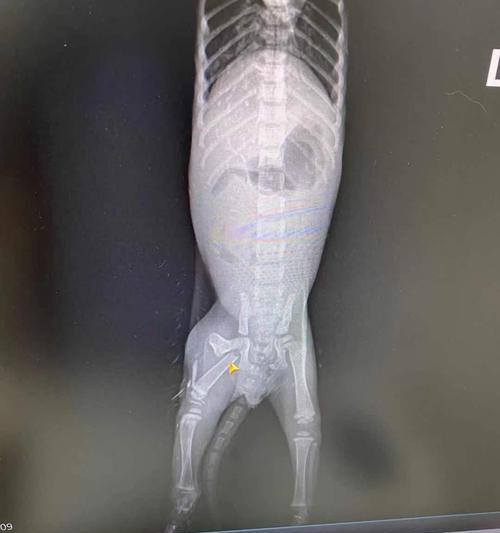 猫咪腿瘸了，如何处理？（外伤是主要原因，重视治疗关键）