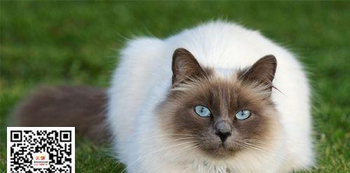 电烫卷猫的饲养方法（让你的电烫卷猫健康快乐生活）