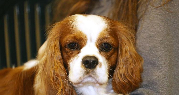 探究查理王犬消化系统的特点（从宠物主人的角度看待狗狗饮食）