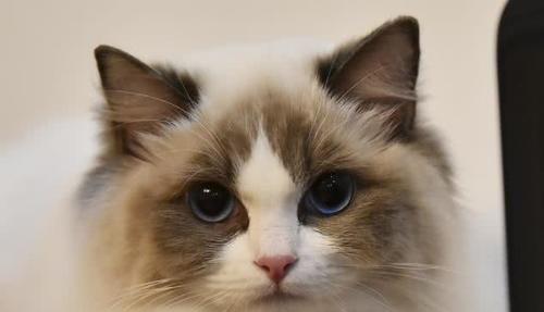 为什么布偶猫叫猫中哈士奇？（探讨布偶猫和哈士奇的共同特点）