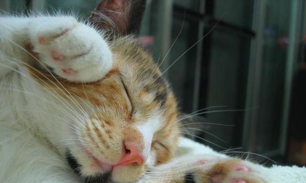 小猫咪突然亲近我，这是为什么？（探寻小猫咪喜欢亲近人类的原因）