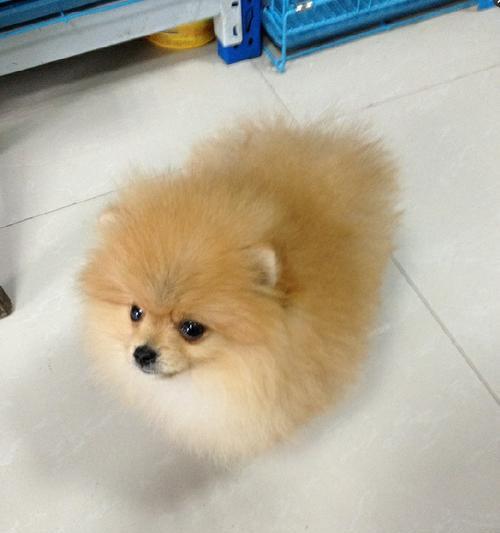 博美幼犬需要晒太阳吗？（探讨博美幼犬晒太阳的必要性和注意事项）