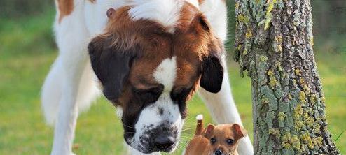 如何正确护理圣伯纳犬的耳朵（耳朵健康关乎整体健康，圣伯纳犬主人必读）