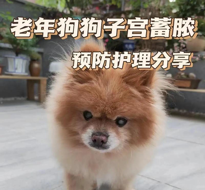 护理宠物狗狗的眼睛（如何让你的毛孩拥有健康明亮的眼睛）