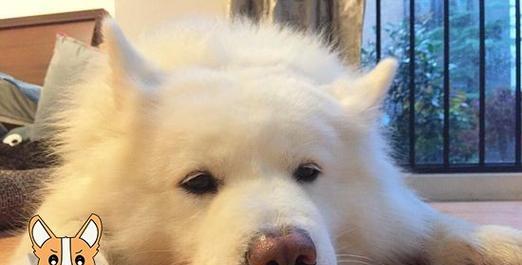 冬季狗狗感冒防治指南（保护宠物健康，远离感冒的危害）