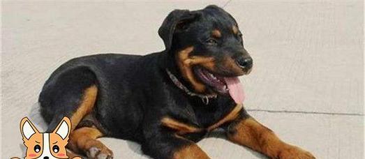 洛威拿犬的饲养指南（如何做到让你的洛威拿犬健康成长？）