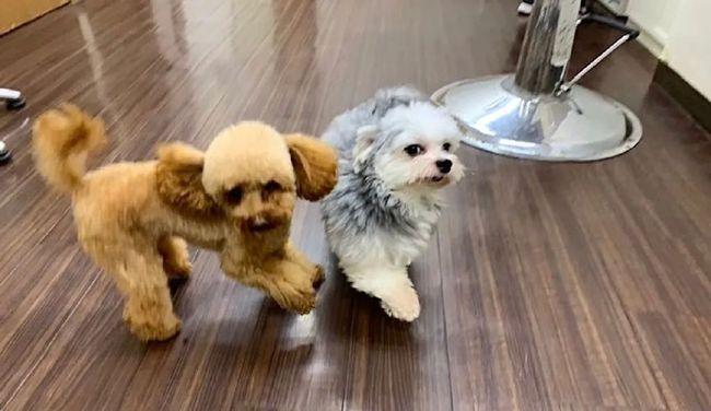 为什么有些狗狗不合群？（探究狗狗社交行为中的个体差异）