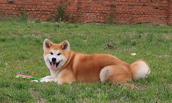 如何养好秋田犬（让你的爱犬健康成长，成为你的最佳伴侣）