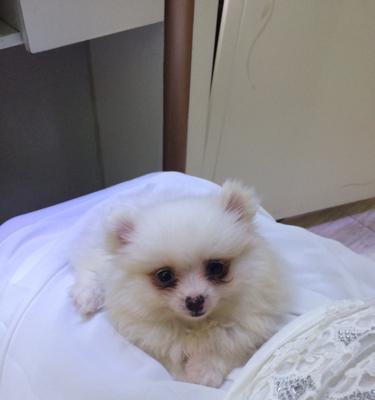 博美犬毛发护理全攻略（为宠物打造亮丽毛发，让博美犬更可爱迷人）
