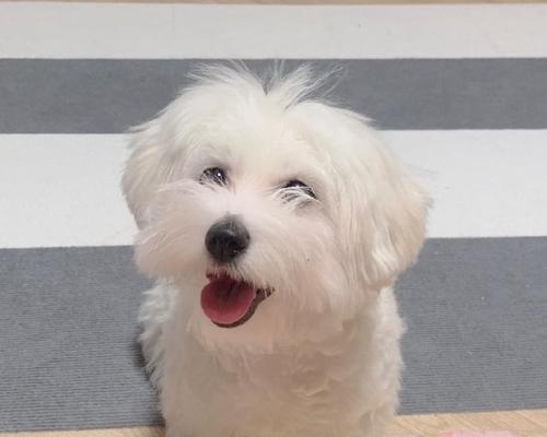 宠物犬养成指南——以棉花面纱犬为例（掌握棉花面纱犬的饲养方法，给宠物犬最好的生活）