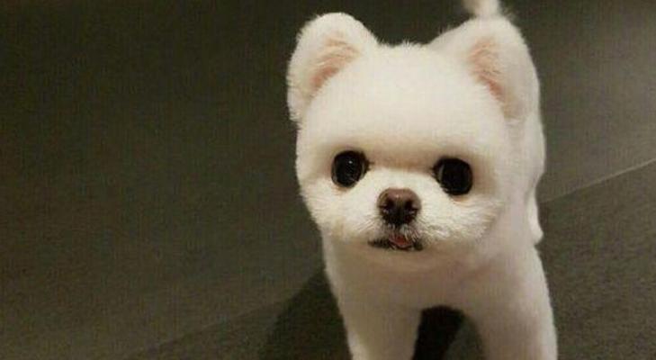 教你如何让博美幼犬爱上吃饭（博美幼犬不吃饭怎么办？宠物饮食小技巧分享）