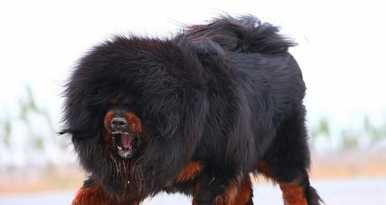 如何正确护理掉毛的藏獒（宠物养护技巧，让你和獒犬共创美好生活）