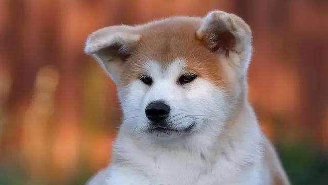 如何养好秋田犬（以宠物为主，让你的秋田犬健康快乐成长）