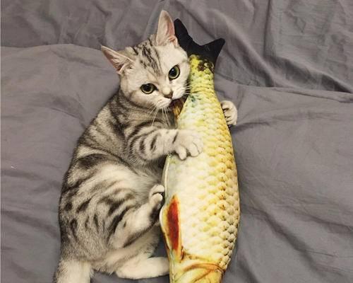如何治疗太顽皮的猫咪（了解猫咪的行为与需求）