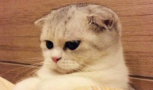 苏格兰折耳猫的饲养方法（善待你的苏格兰折耳猫，享受与它相处的时光）