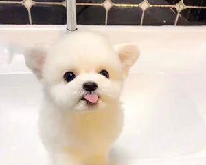 如何护理茶杯犬的毛发？（宠物爱好者必备，掌握关键技巧轻松打造茶杯犬的美丽毛发！）