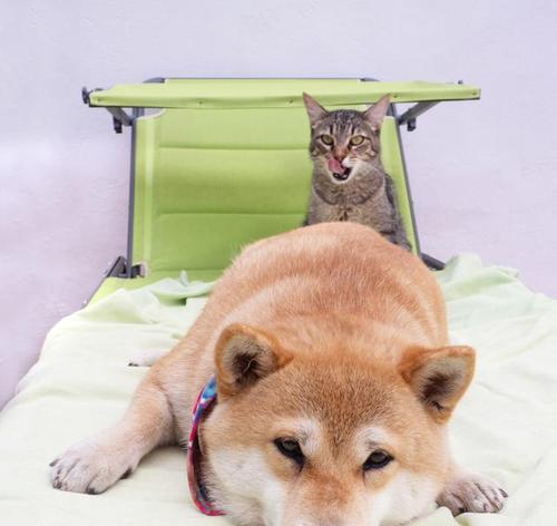 秋田犬尖嘴之谜（探寻秋田犬嘴型的形成原因）