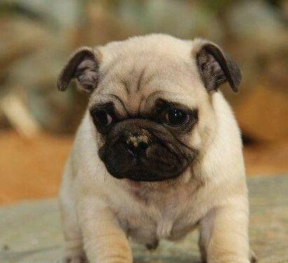 如何正确绑定巴哥幼犬耳朵（巴哥幼犬耳朵绑定方法详解）