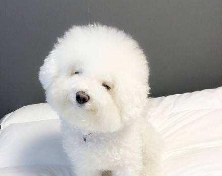 如何正确喂养比熊犬？（两个月比熊犬一次喂食多少？）