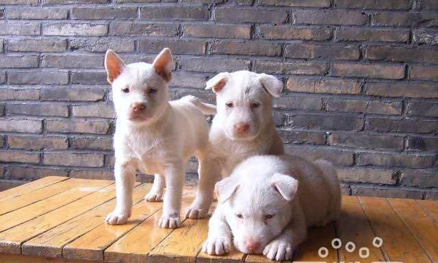 下司犬的饲养指南（如何养护一只健康的下司犬）