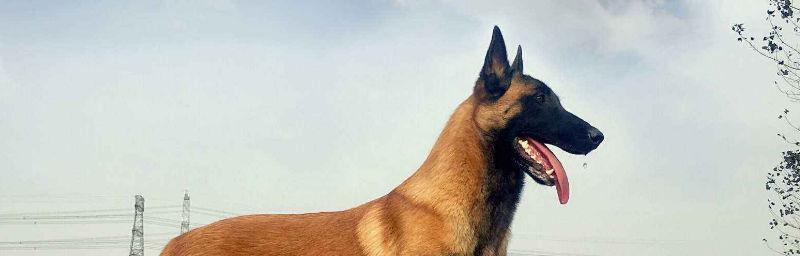 以马犬吃什么长的快？（探究马犬的饮食习惯及养护要点）