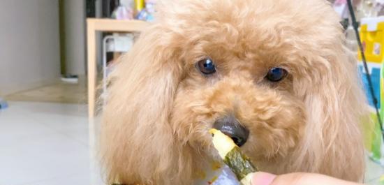小狗吃了50克巧克力，你该怎么办？（快速应对巧克力中毒的方法）