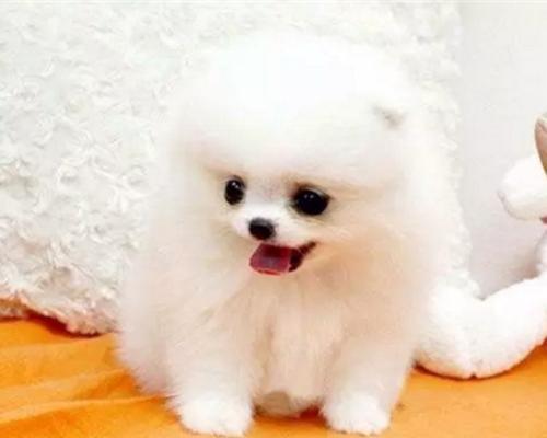 如何分辨博美幼犬的公母？（掌握关键特征轻松辨别，让你不再分不清公母！）