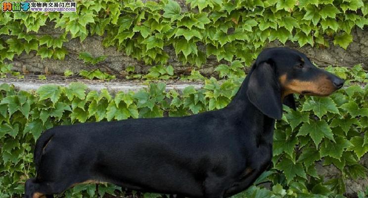 如何科学地给腊肠犬幼犬断奶（宠物养护知识，断奶前后的注意事项与喂养建议）