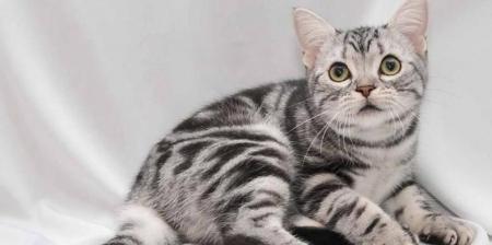 美国短毛猫养护全攻略（宠爱你的小猫咪，从选择到养护应该注意什么？）