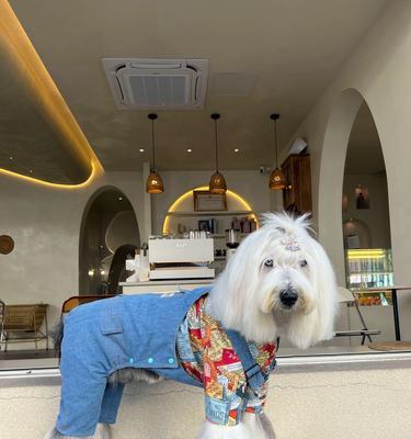 以古牧，你了解吗？（探究以古牧的身份与特点，为你的宠物生活做决策）