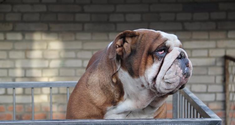 英国斗牛犬的冬日保暖攻略（从饮食、穿着到运动，让宠物犬温暖过冬）