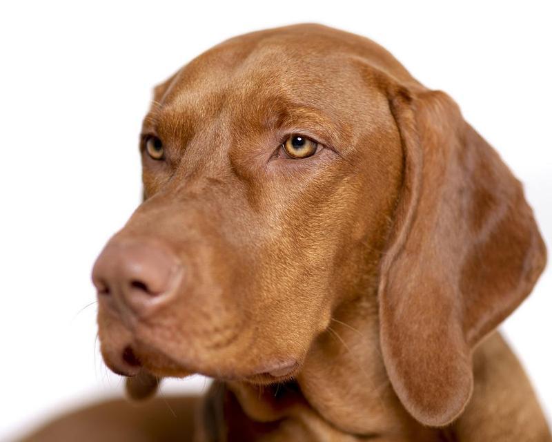 如何正确饲养马扎尔犬？（以宠物为主，了解马扎尔犬的喜好、训练和健康管理）