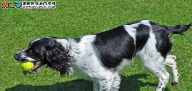 如何养护英国史宾格猎犬？（以宠物为主，让你的史宾格更健康快乐）
