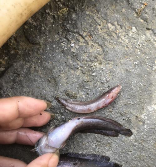 如何正确饲养网纹角吊（一份详细的饲养指南）