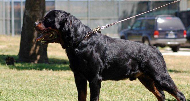 如何正确饲养洛威拿犬（掌握关键技巧，让洛威拿犬健康快乐成长）
