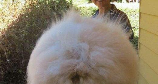 巨型花明兔的饲养方法（以宠物为主，让你的明兔健康成长）
