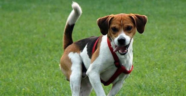 比格犬饲养管理全攻略（做好宠物比格犬的饲养管理，让它健康快乐）