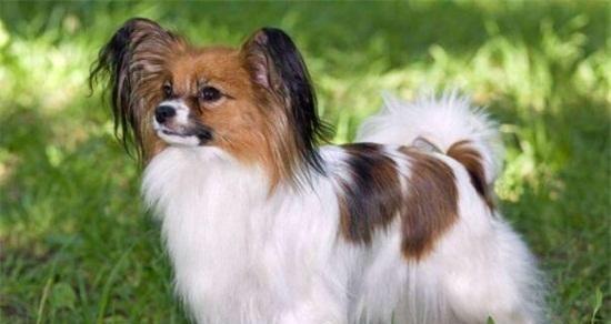如何正确地喂养蝴蝶犬幼犬？（掌握幼犬的饮食习惯，让蝴蝶犬成为您的最佳宠物。）