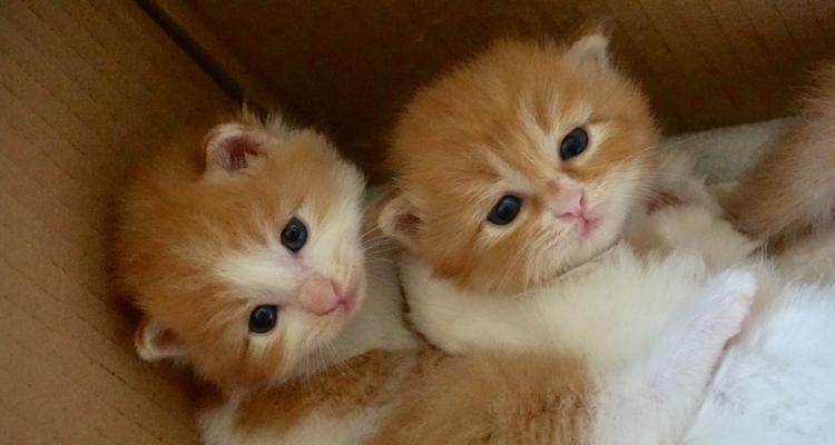 小奶猫养成手册（宠爱小奶猫，从这里开始）