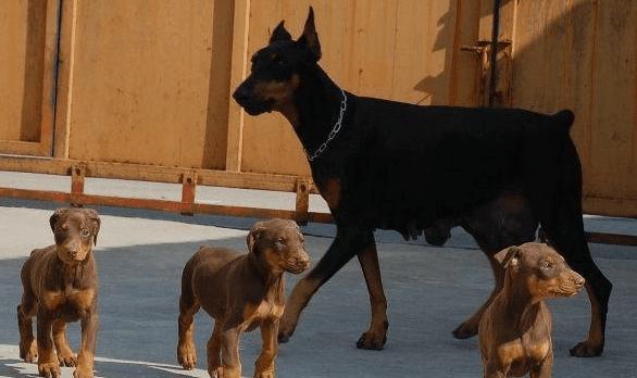 如何科学养护德国杜宾犬——以健康为前提（德国杜宾犬饲养方法详解，从幼年到老年全方位呵护；1个）