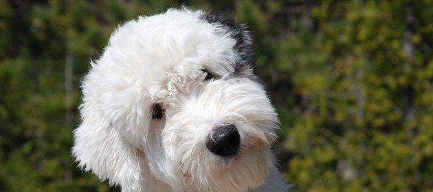 马扎尔犬的全面饲养指南（从喂养到训练，全面了解马扎尔犬的养护之道）