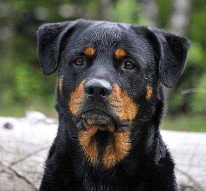 如何正确饲养洛威拿犬？（以宠物为主，让您的洛威拿犬快乐成长）
