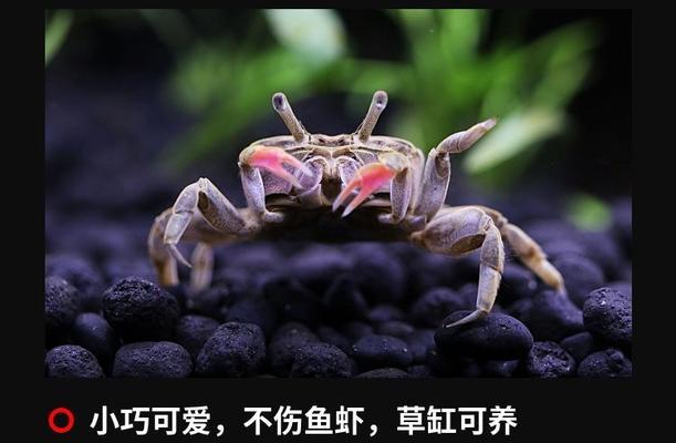 迷你角吊的养殖全攻略（角吊小巧玲珑，繁衍养殖需注意什么？）