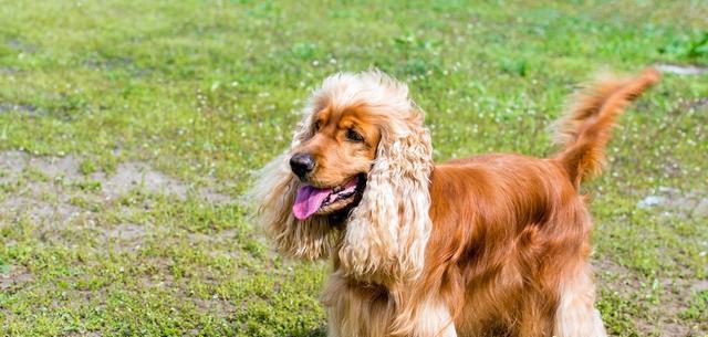 英国雪达犬的饲养指南（了解这种优秀的工作犬，让你的生活更加完美）