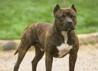 克龙弗兰德犬的饲养方法（如何正确地养护这种大型犬？）