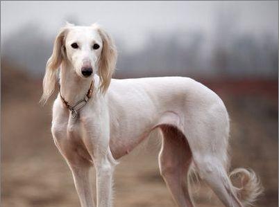 萨路基犬的饲养方法——健康快乐成长